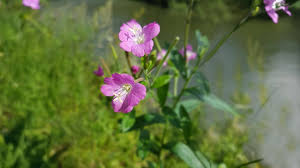 Image result for Epilobium hirsutum