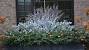 Lighted Christmas Window Box Ideas