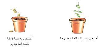 امتصاص الماء وعملية التبخر عند النبتة الموسوعة المدرسية