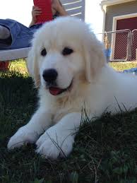 However, free golden retriever dogs and puppies are a rarity as rescues usually charge a small adoption fee to cover their expenses (usually less than $200). English Cream Retriever Dogs Puppies Puppy Love English Cream Retriever Puppies For Sale In Southern Maine Retriever Puppy Retriever Dog Puppies For Sale