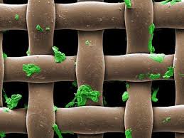 Heythereuniverse Scanning Electron Micrograph Scanning Electron Micrograph Macro And Micro Microscopic Photography