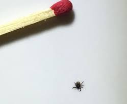 Einen zeckenstich (umgangssprachlich auch zeckenbiss) kann sich jeder mensch holen. Zecken Wann Gehe Ich Zum Kinderarzt Blog Kinderarzthaus