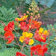 Image result for Commicarpus grandiflorus