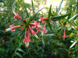 Image result for Conostomium zoutpansbergense