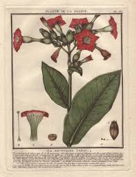 Image result for Nicotiana tabacum