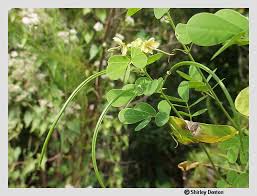 Image result for Senna obtusifolia