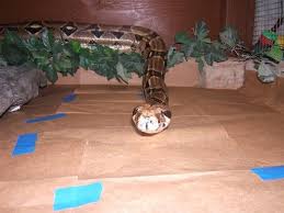 There waterproof and it says there perfect for in your car and so on , but i just wondered if i got a 5m strip and cut it down and put it in my vivs would it effect the snakes, i have a royal & corn snake. Reptile Tank Heating And Lighting Guide 25 Steps With Pictures Instructables