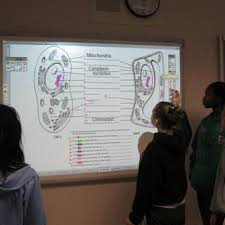 Using search on pngjoy is the best way to find more images related to. Plant And Animal Cell The First Group Draws A Plantcell Marks Names Download Scientific Diagram