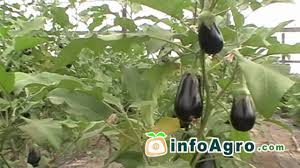 We'll show you how to make them flourish in your garden. Eggplant Growing 1 2 Youtube