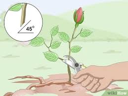 Check spelling or type a new query. How To Take Rose Cuttings 12 Steps With Pictures Wikihow