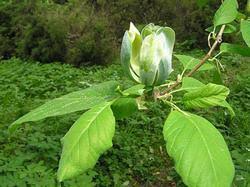 Image result for Massularia acuminata
