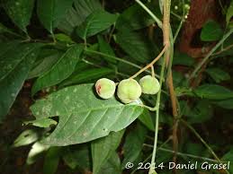 Image result for Tricalysia pallens