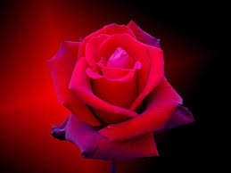 Learn the names and see pictures of more than 40 types of red flowers including gerbera daisies, begonias, hyacinth, roses and more, plus discover other flower types. Homeless Than Wind Red Rose Bonito Lonely Roses Graphy Alone Purple Love Hd Wallpaper Peakpx