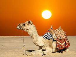 Being a leading and best desert safari dubai tour operators. Morning Desert Safari With Camel Riding Tour In Dubai