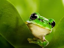Search free indie wallpapers on zedge and personalize your phone to suit you. 72 Cute Frog Wallpaper On Wallpapersafari