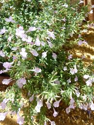 Image result for Micromeria