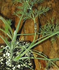 Image result for Anethum