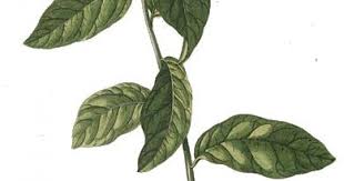 Image result for Petiveria