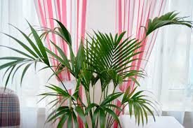 We would like to show you a description here but the site won't allow us. Spots On Areca Palm What To Do White Brown And Black Spots Garden Tabs