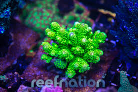 Image result for Acrotome hispida