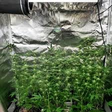 Led vs lec grow lights. Lec Vs Led Grow Lights Side By Side Cannabis Grow Journal Grow Weed Easy