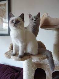 Our Diego Bluelu Lilac Bluepoint British Shorthair The Real Ones