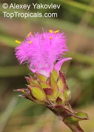 Image result for Cyanotis