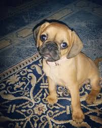 Black And Tan Pugalier Pin By Lize Holroyd On Pugalier French Bulldog Pugalier Bulldog