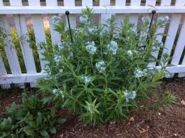 Check spelling or type a new query. Blue In The Sun Piedmont Master Gardeners