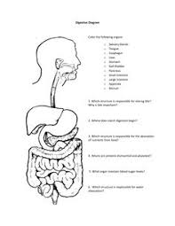Using key choices, identify the veins described as follows. Beautiful Anatomy Coloring Book Digestive System Sugar And Spice