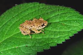Image result for Pristimantis mutabilis