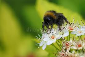 Image result for Bombus quadricolor