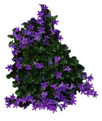 Peony real bonus, real flowers, red, peony png. Download Bush With Purple Flowers Png Image For Free