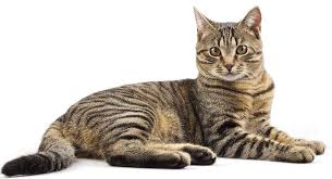 Choosing a cat name is not easy. Tabby Cat Names Inspiration And Ideas For Naming Your Tabby Kitty