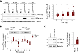 Elizabeth adams, born in 1754, married to thomas smith (these are my ancestors also, because their daughter, harriet smith, married her first cousin, peter adams. Hepatitis C Virus Infection Restricts Human Line 1 Retrotransposition In Hepatoma Cells