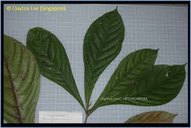 Image result for Barringtonia racemosa