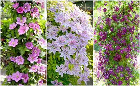 When selecting a clematis for your garden, you'll want to think about a couple things, which include its mature height, flower form and color. Buy Affordable Gardens4you Co Uk