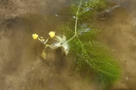 Image result for Utricularia stellaris