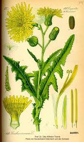 Image result for Sonchus integrifolius