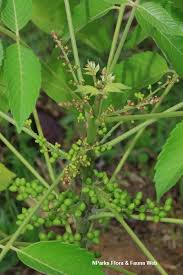 Image result for Brucea