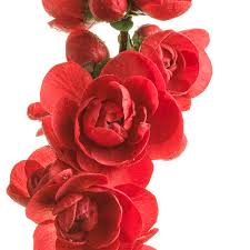 In stock ready for immediately shipping. Double Take Scarlet Quince Chaenomeles Speciosa Proven Winners