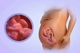 La 37eme Semaine De Grossesse Drolesdemums Com