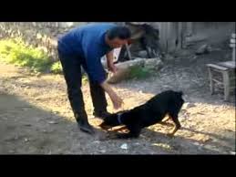 Satilik Kopay Youtube