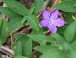 Image result for Ruellia praetermissa