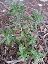 Image result for Clutia paxii