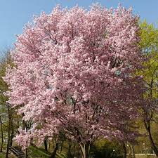 Dwarf rainier cherry tree bare root. Autumn Blooming Cherry Naturehills Com