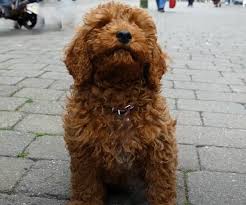 Cavapoo puppies are cute and adorable but there is a dark side to buying a puppy. Cavapoo Puppies Ohio List Of Cavapoo Breeders In Ohio Cavapoo World