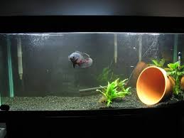 Oscar Struggles W Infection Freshwater Aquarium Fish Tank Cichlids