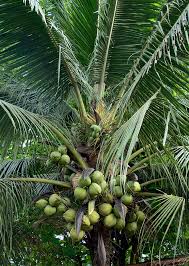 Image result for Cocos nucifera