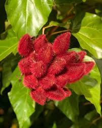 Image result for Bixa orellana